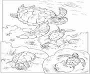 tortues marines dessin à colorier