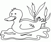 un canard sur l eau dessin à colorier