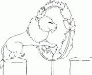cirque lion traverse cercle de feu dessin à colorier