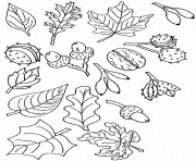 feuilles et fruits d automne dessin à colorier