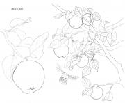 Coloriage arbre fruitier fruits murs dessin