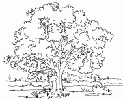 Coloriage arbre 174 dessin