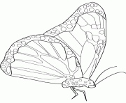 papillon de monarque dessin à colorier