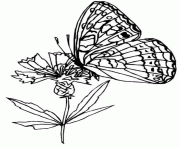 papillon sur une fleur dessin à colorier