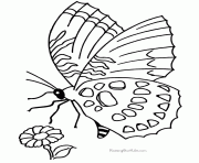 Coloriage papillon vu de dessus dessin