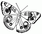 papillon 99 dessin à colorier