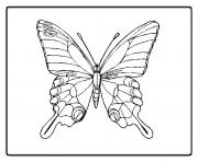 Coloriage papillon fleur dessin