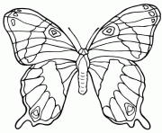 Coloriage papillon vue de dessus