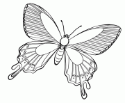 papillon 98 dessin à colorier