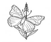 Coloriage fleur papillon dessin