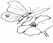 papillon 265 dessin à colorier