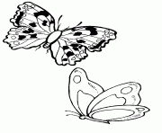 papillon 195 dessin à colorier