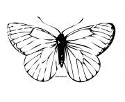 papillon 14 dessin à colorier