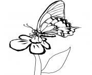 papillon fleur dessin à colorier