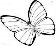 papillon 37 dessin à colorier