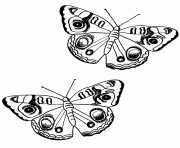 papillon 183 dessin à colorier