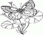 Coloriage papillon profil dessin
