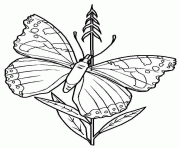 papillon et tige de fleur dessin à colorier