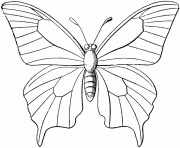 Coloriage papillon 60 dessin