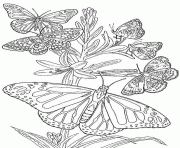 plusieurs papillons dessin à colorier