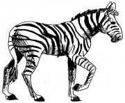 Coloriage zebre avec rayure et un zebre sans rayure dessin