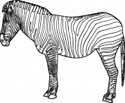 Coloriage animaux sauvage comme le zebre pour les enfants de la maternelle dessin