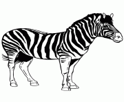 Coloriage adorable zebre animal maternelle dessin