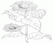 fleur de tournesol dessin à colorier