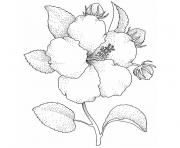 fleur hibiscus dessin à colorier