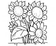 fleur tournesol dessin à colorier
