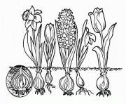 evolution fleurs dessin à colorier