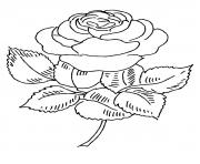 roses 130 dessin à colorier