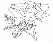 roses 49 dessin à colorier