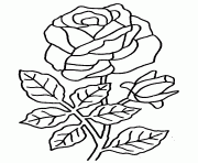 Coloriage roses 2 dessin