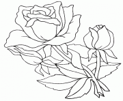 Coloriage roses 19 dessin