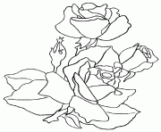 roses 121 dessin à colorier