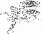 deux roses dessin dessin à colorier