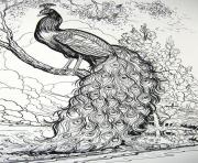 adulte Fairy Tale Peacock dessin à colorier