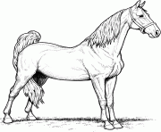 cheval american saddlebred mare dessin à colorier