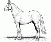 Coloriage cheval american saddlebred mare dessin