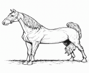 vrai cheval realiste hd dessin à colorier