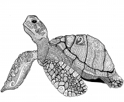 zentangle turtle adulte dessin à colorier