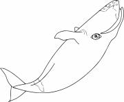 Coloriage baleine bleue dessin