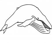 Coloriage baleine realiste franche australe dessin
