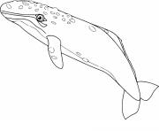 baleine grise dessin à colorier