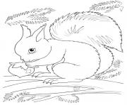 squirrel automne dessin à colorier