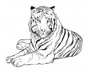 Tigre de la region argentine de Buenos Aires dessin à colorier