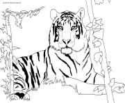 Coloriage magnifique tigre avec dents dans la savane dessin