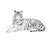 Coloriage cartoon cute tigre dessin