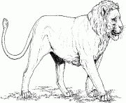 West African Lion dessin à colorier